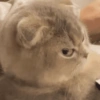 Gatinhos + reações 22