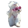 Animals 19