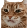 Gatos reaccion meme 🙈 6