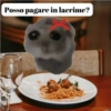 Cricetino Sad Hamster 19