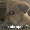 DOGS REAGEM 🥰🐶 5