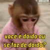Macaquinhos reativos 🐒 15