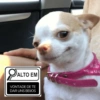 Alto Em 🔎 Doguinhos 8