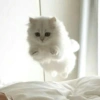 Kedi 16