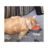 Miau miau caralho 4 17