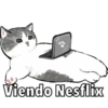 Gatitos 8