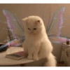 Miau miau caralho 4 14