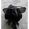 Animals 6