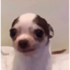 PERRITOS CURA DEPRESIÓN🐶💕😎 5