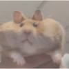 Animalitos memeando ✨ 10