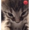 🐈GATO-s MEME-s🌐 14