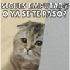 Dilo con Michis pt.6 🐱🤎 4