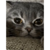 Gatos reaccion meme 🙈 5
