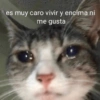 😽Animalitos Anti-depresivos 2 14