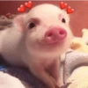 ANIMAIS FOFOS 💖 7