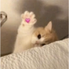 Memes de michis 😻😺💘 6