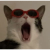 Caras graciosas de gatos 😹 9