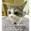 Cat love 4