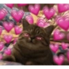 Reações de Amor🥰 13