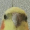 Calopsita Fofa Reações 🦜 9