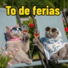 Gato / cat 8