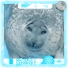 Foca adorável 🦭 27