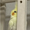 Calopsita Fofa Reações 🦜 5
