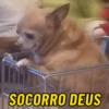 DOGS REAGEM 🥰🐶 11