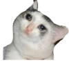 Sad Cats 26