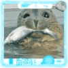 Foca adorável 🦭 12