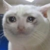 Gatinhos + reações 25