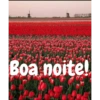 Boa noite Flores 7