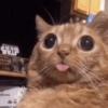 Gatitos Memes😺✨💕17 18