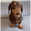 CACHORRO SALSICHA  9