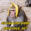 Macaquinhos reativos 🐒 11