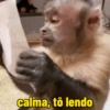 Macacos engraçados  10
