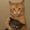 Más y Más Michis!! 😻🐈‍⬛ 13