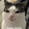 Gatitos Memes😺✨💕17 7