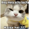 Cat love 20
