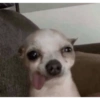 PERRITOS CURA DEPRESIÓN🐶💕😎 10