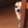 Reacciones mascotas 7