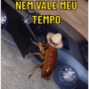Top respostas pra vc usar 13