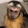 Monitos bonitos 6❤️🐵✨ 6