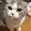 Gato sacando la lengua 9