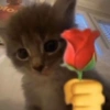 MASCOTA PT. 1 6