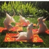Animals 8