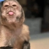 Reações macaquinhos 11