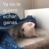 Gatos Pa Contestar🐈⚡ 11