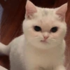 ✨MEMES GATITOS 2🥰 13
