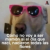Animales Random 2🌸💥 20